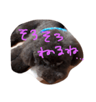 toy poodlecopi 2（個別スタンプ：7）