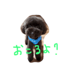 toy poodlecopi 2（個別スタンプ：8）