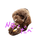 toy poodlecopi 2（個別スタンプ：9）