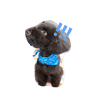 toy poodlecopi 2（個別スタンプ：10）