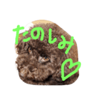 toy poodlecopi 2（個別スタンプ：11）
