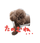 toy poodlecopi 2（個別スタンプ：12）