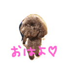 toy poodlecopi 2（個別スタンプ：13）