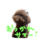 toy poodlecopi 2（個別スタンプ：14）