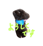 toy poodlecopi 2（個別スタンプ：15）