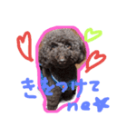 toy poodlecopi 2（個別スタンプ：16）