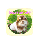 チワワのおチヨ（敬語編）（個別スタンプ：1）