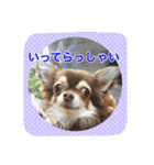 チワワのおチヨ（敬語編）（個別スタンプ：2）