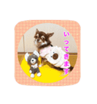 チワワのおチヨ（敬語編）（個別スタンプ：3）