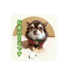 チワワのおチヨ（敬語編）（個別スタンプ：4）