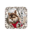 チワワのおチヨ（敬語編）（個別スタンプ：5）