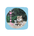 チワワのおチヨ（敬語編）（個別スタンプ：9）