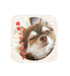 チワワのおチヨ（敬語編）（個別スタンプ：12）