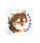 チワワのおチヨ（敬語編）（個別スタンプ：16）