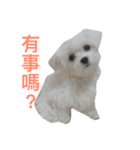 a little bobble（個別スタンプ：7）