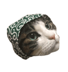 我が家のねこねこ（個別スタンプ：1）