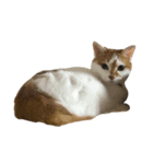 我が家のねこねこ（個別スタンプ：2）