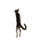 我が家のねこねこ（個別スタンプ：3）