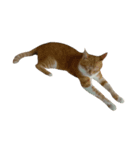 我が家のねこねこ（個別スタンプ：4）