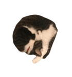 我が家のねこねこ（個別スタンプ：5）