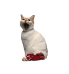 我が家のねこねこ（個別スタンプ：6）