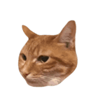 我が家のねこねこ（個別スタンプ：7）