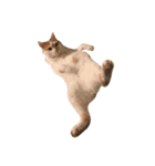 我が家のねこねこ（個別スタンプ：8）