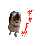 ぼくは 狆の かい です。②（個別スタンプ：18）
