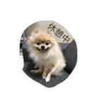 愛犬 たぬきち（個別スタンプ：2）