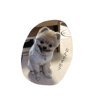愛犬 たぬきち（個別スタンプ：4）