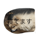 愛犬 たぬきち（個別スタンプ：5）