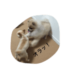 愛犬 たぬきち（個別スタンプ：6）