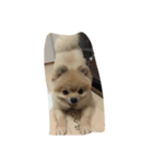 愛犬 たぬきち（個別スタンプ：7）