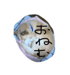 コタと遊ぼう（個別スタンプ：2）