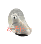 コタと遊ぼう（個別スタンプ：3）