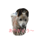 コタと遊ぼう（個別スタンプ：4）