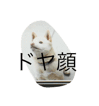 コタと遊ぼう（個別スタンプ：5）