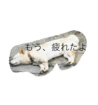 コタと遊ぼう（個別スタンプ：10）