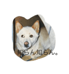 コタと遊ぼう（個別スタンプ：11）