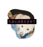 コタと遊ぼう（個別スタンプ：12）