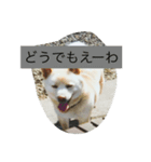 コタと遊ぼう（個別スタンプ：13）