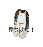 コタと遊ぼう（個別スタンプ：15）