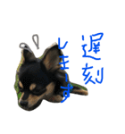 ぺぽロック2（個別スタンプ：10）