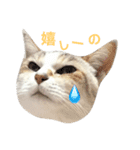 うちのにゃんこラム（個別スタンプ：10）
