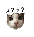 nagi cat（個別スタンプ：6）