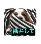 ポポとララ 2（個別スタンプ：17）
