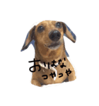 しげおとトロ（個別スタンプ：2）