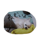 ちくパイセンと仲間たち（個別スタンプ：15）