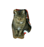 stray cat .he is NYANGOROW（個別スタンプ：1）