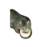 stray cat .he is NYANGOROW（個別スタンプ：2）